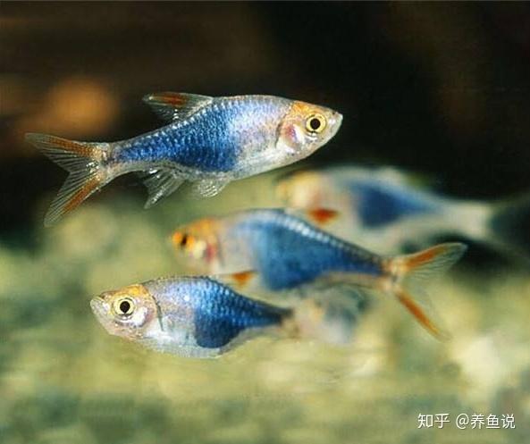 鱼多久喂食 v2-d128bd4ce0a6ecf437a98c4e959ca7aa_r.jpg