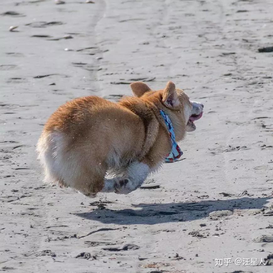 别看柯基的腿这么短人家认真起来能飞上天