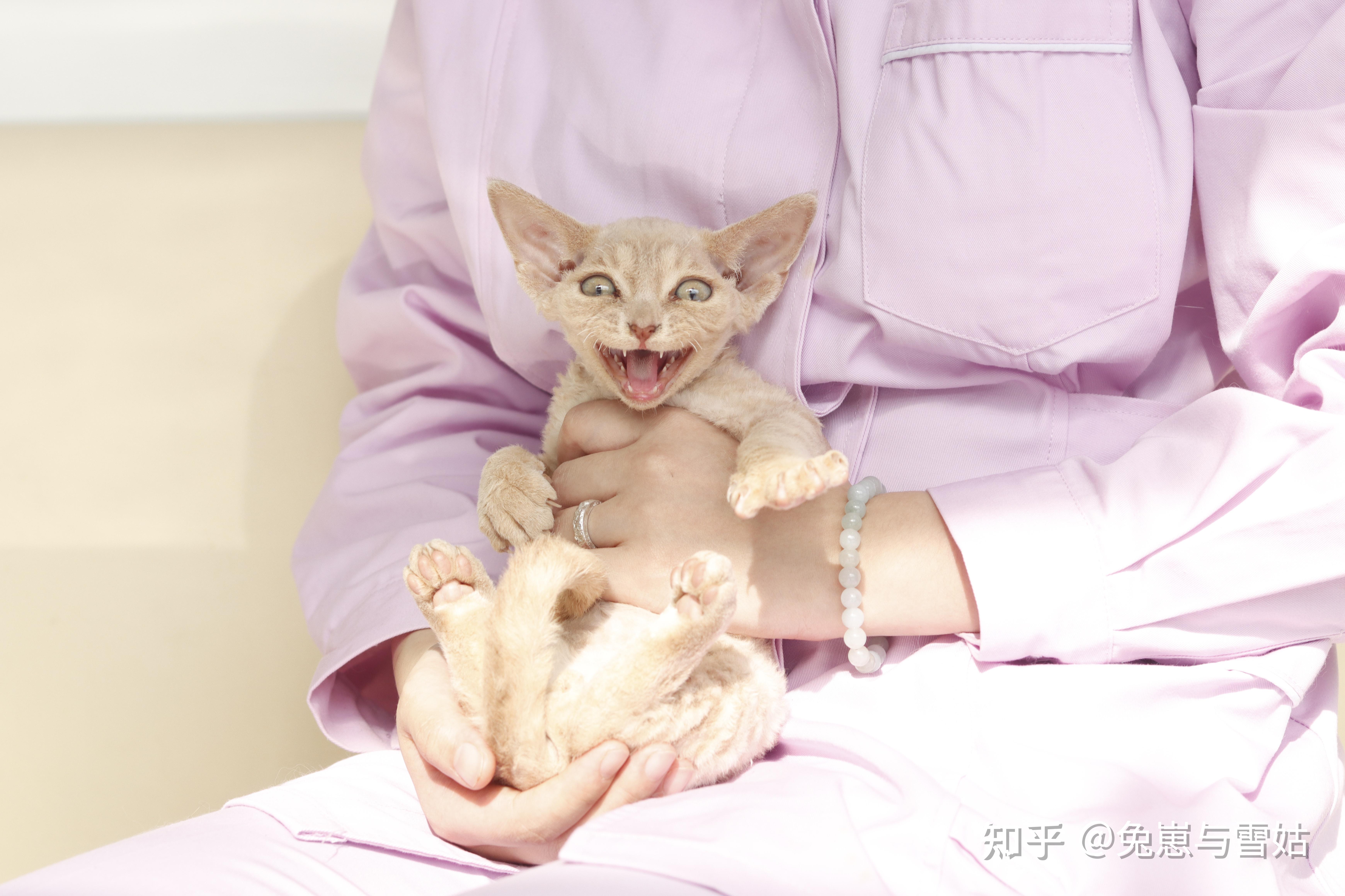 猫奴必看中外猫咪品种大全附精美剧照