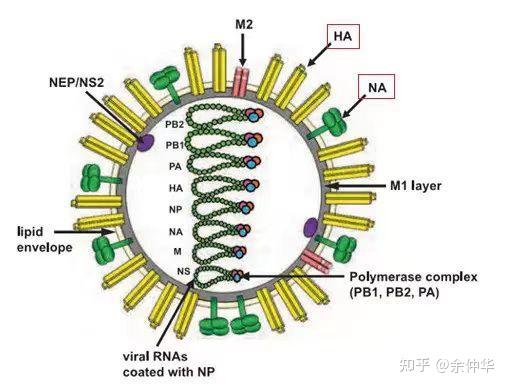 流感用药，这里有点小干货 知乎 