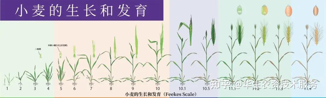 【科普知识】小麦的一生——从种子的萌发到完熟 - 知乎
