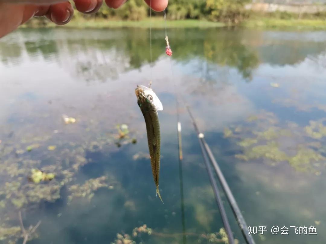 加粗尾浮漂如何调钓？调平水与调三目的区别居然这么大 知乎 2336