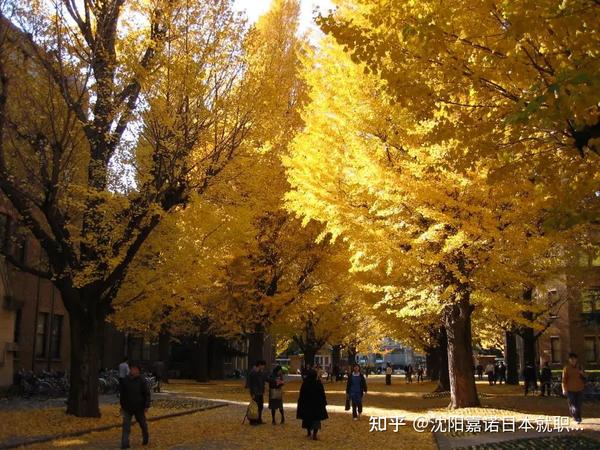仅开设一个学部或在单一领域进行研究 你了解日本的 单科大学 吗 知乎