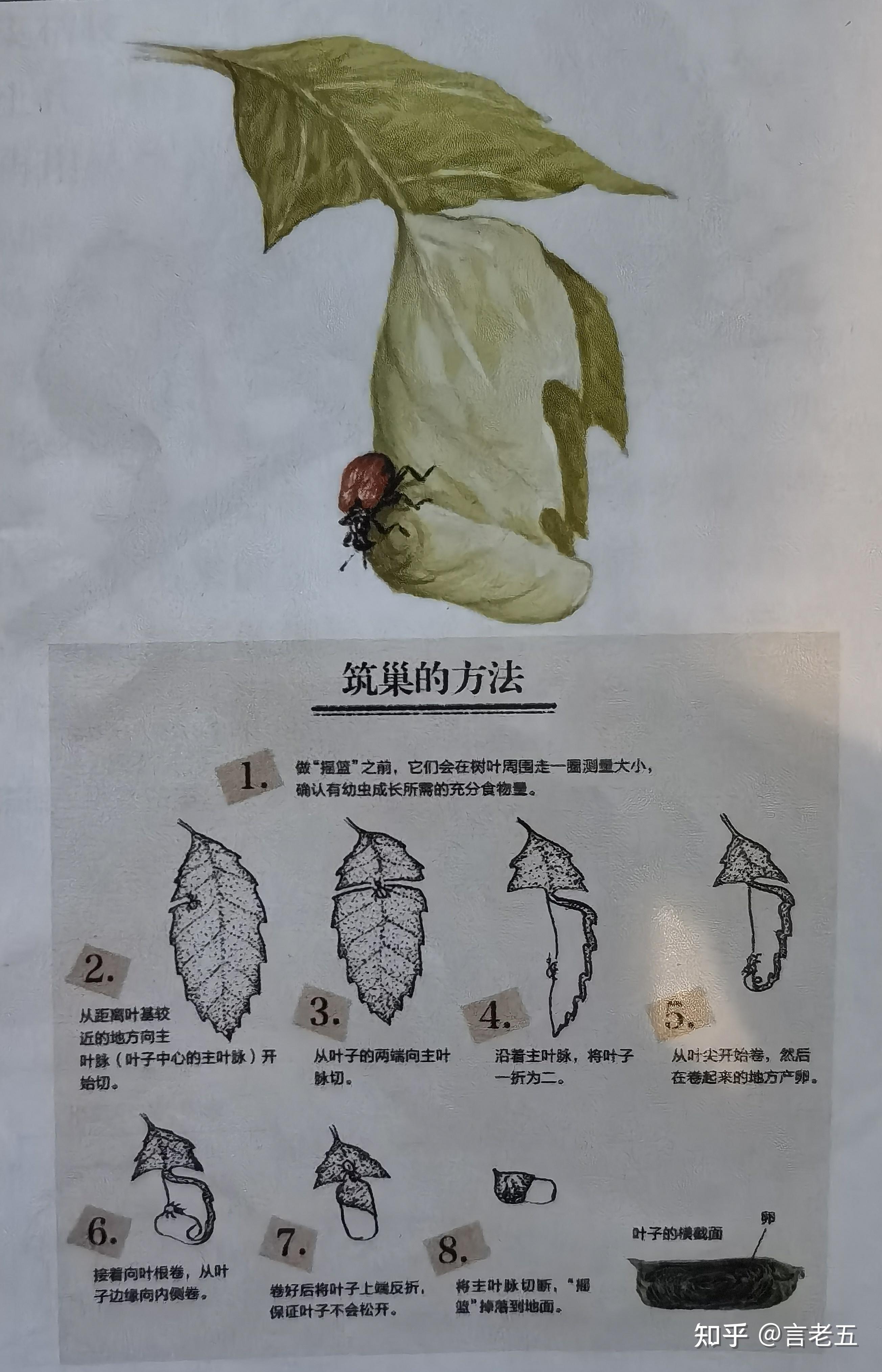 库页多刺鱼是刺鱼科鱼类,雄鱼会用水草筑成球形的巢穴,雌鱼则会在巢穴