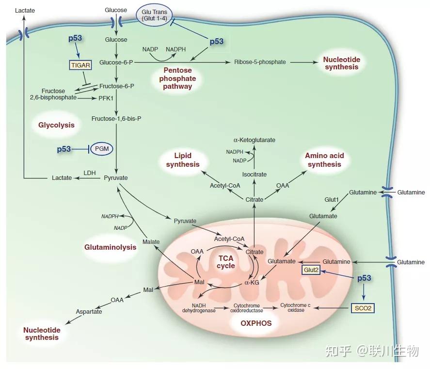 纯科普！关于代谢组学你必须要知道的点 - 知乎