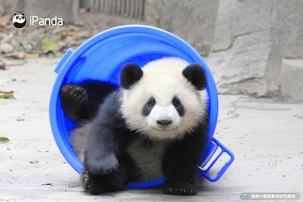 如何pei出好看的照片熊猫拍照教学告诉你