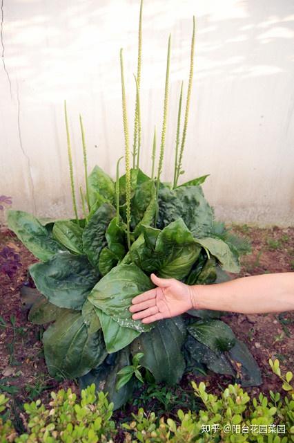 9种常见的野菜,比青菜还好吃,解腻又养人,看见别错过-几种常见野菜图片