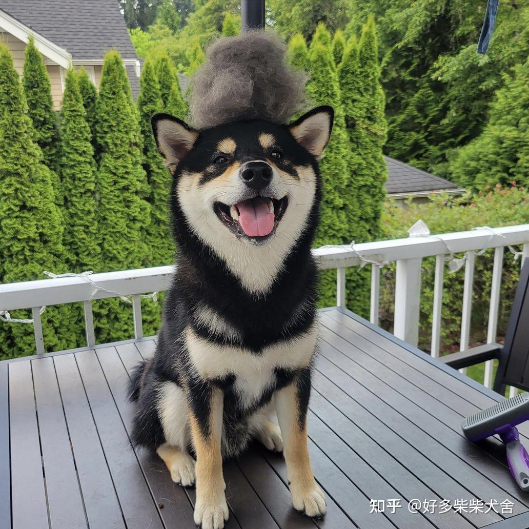 柴犬科普|教你如何挑选柴犬幼犬(黑柴篇) - 知乎