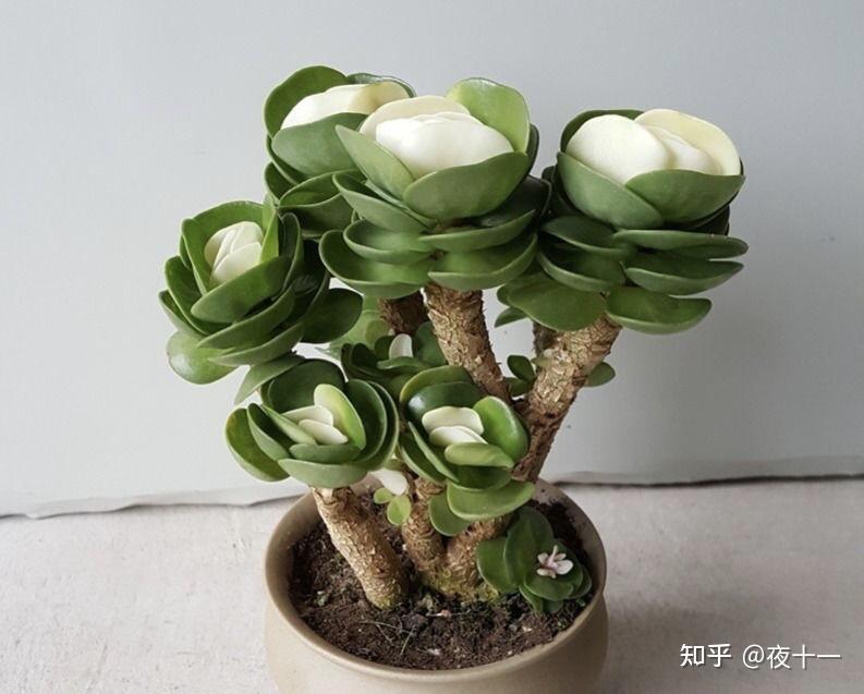 多肉补全计划--圆贝马齿苋 - 知乎