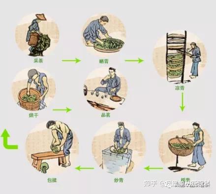 为了茶叶品质,凤凰单丛茶的采摘初制工艺,是纯手工采摘