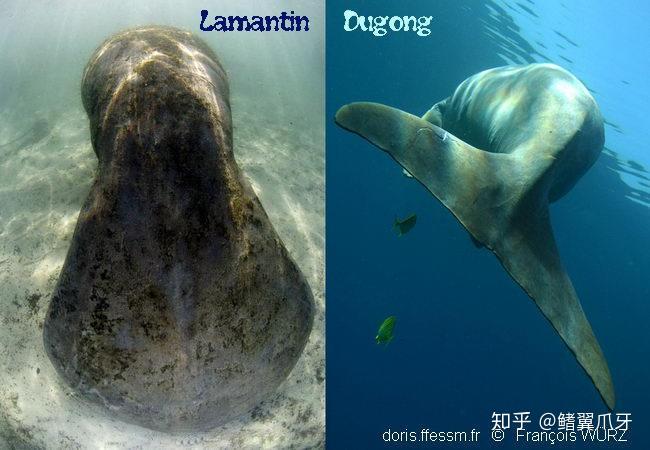 远古の鳍建议改成海的逆子