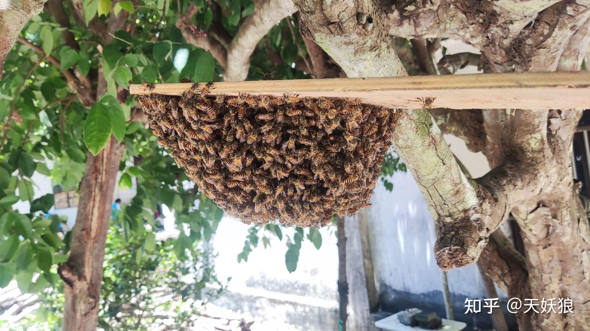 海南省文昌市出售中华蜜蜂