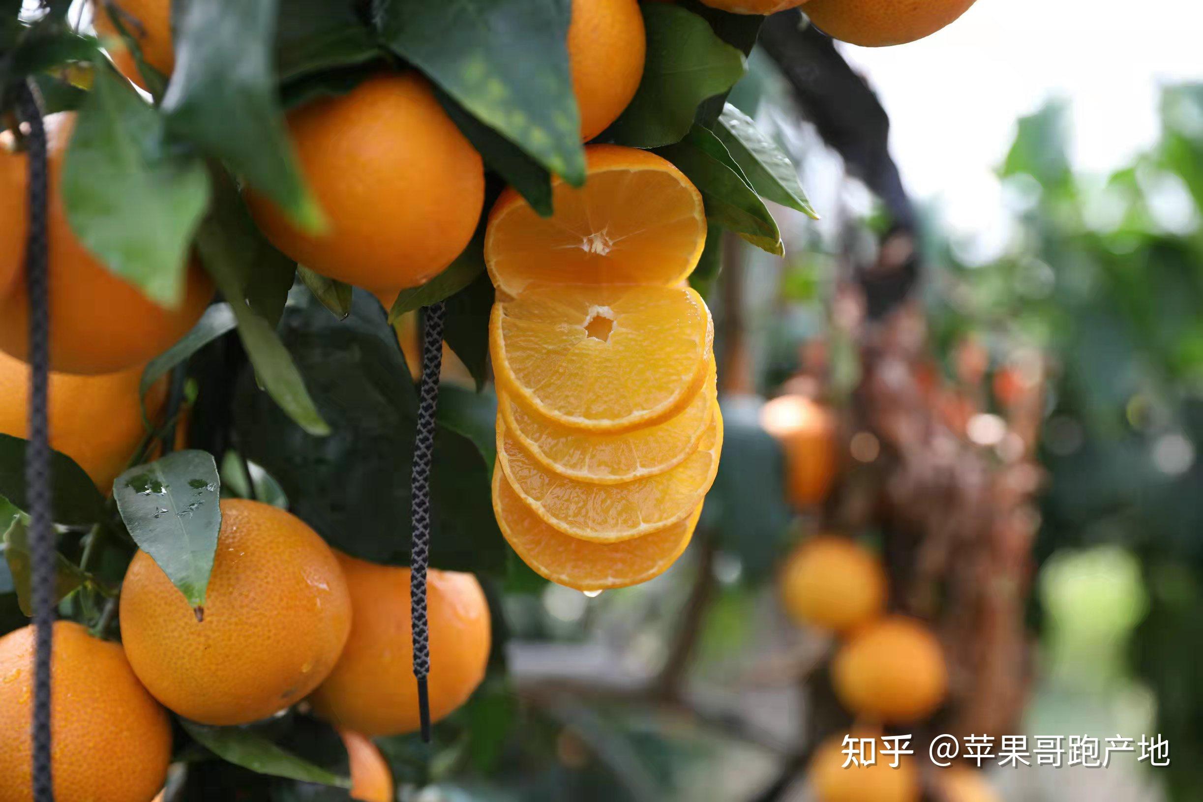 2021年象山红美人柑橘桔子多少钱一斤?产地是哪里?哪里最出名? 