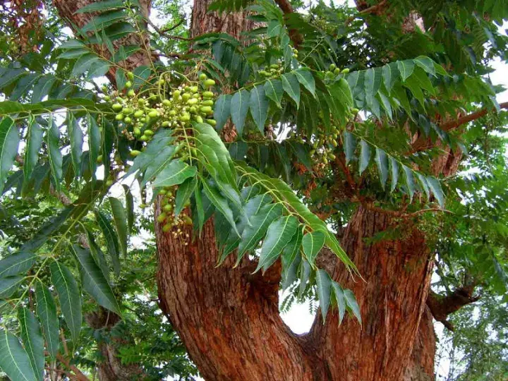 红椿(图片来源:http://www.zimbabweflora.co.
