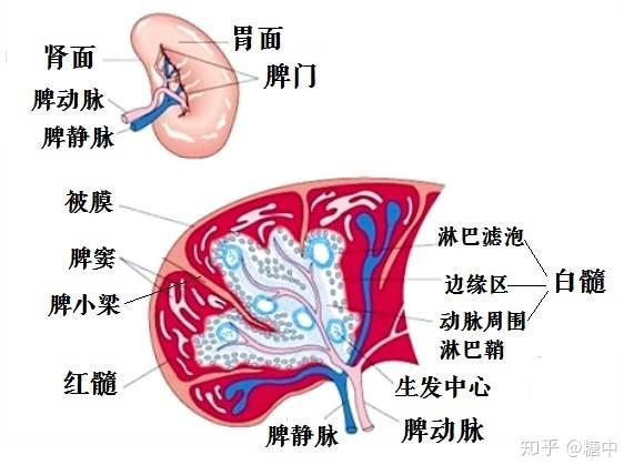 淋巴与组织液有什么异同？ - 知乎