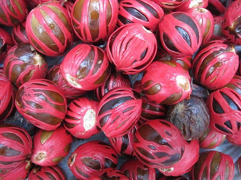 肉豆蔻myristicafragrans02houtt