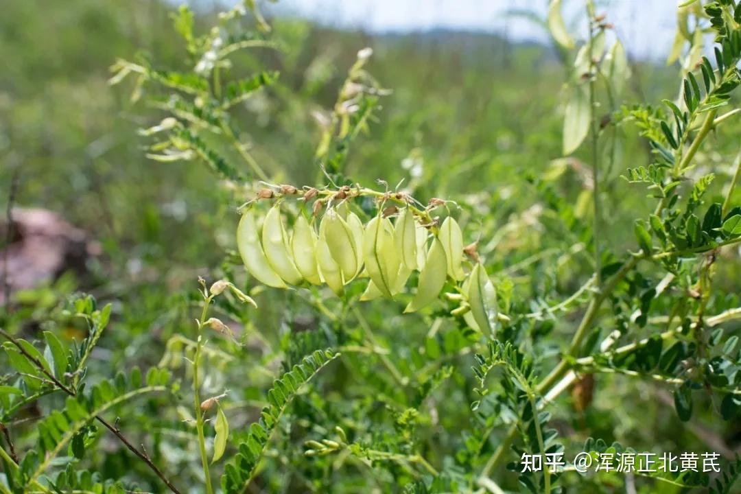 浑源恒山正北黄芪介绍五基源植物