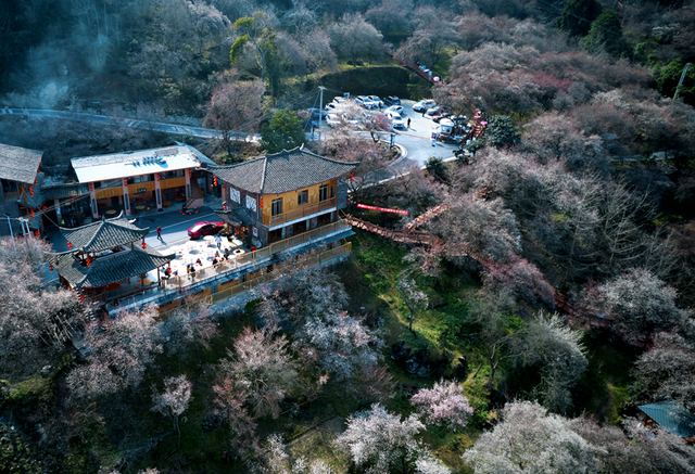 十里繁花春景图上线!这处万亩梅林正值盛花期