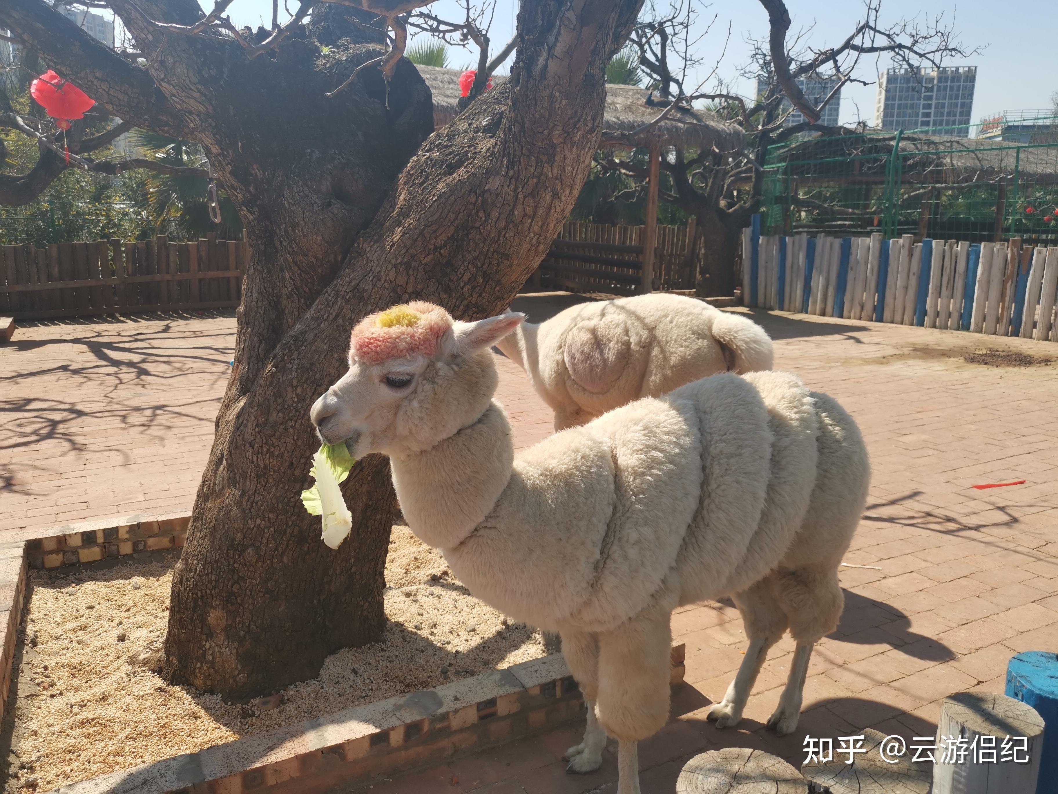 導航地址:偉誠農業草莓採摘基地 草多多森林牧場日常瑣碎清庫存也好