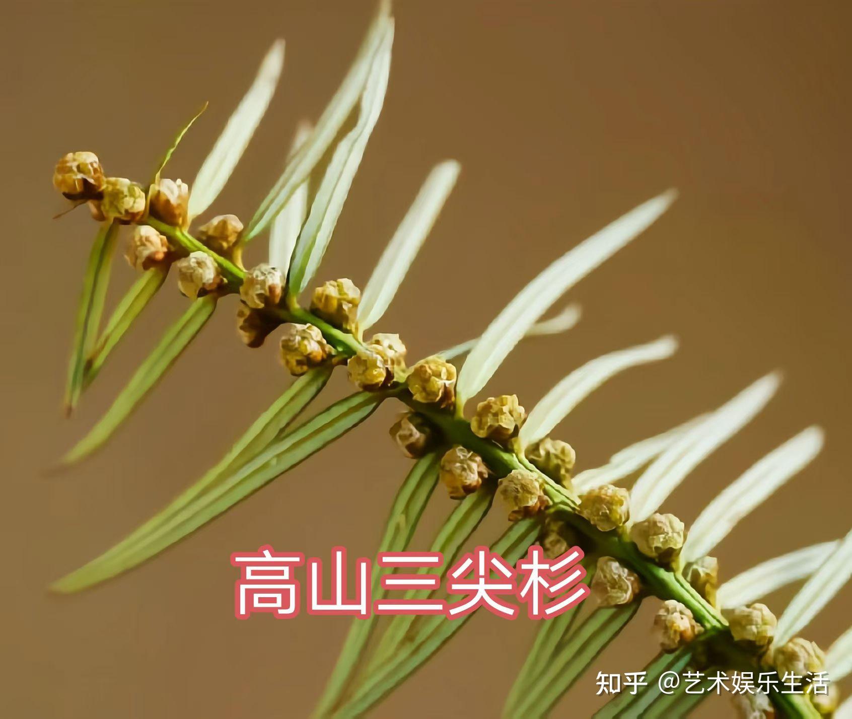 12种三尖杉科的植物 - 知乎