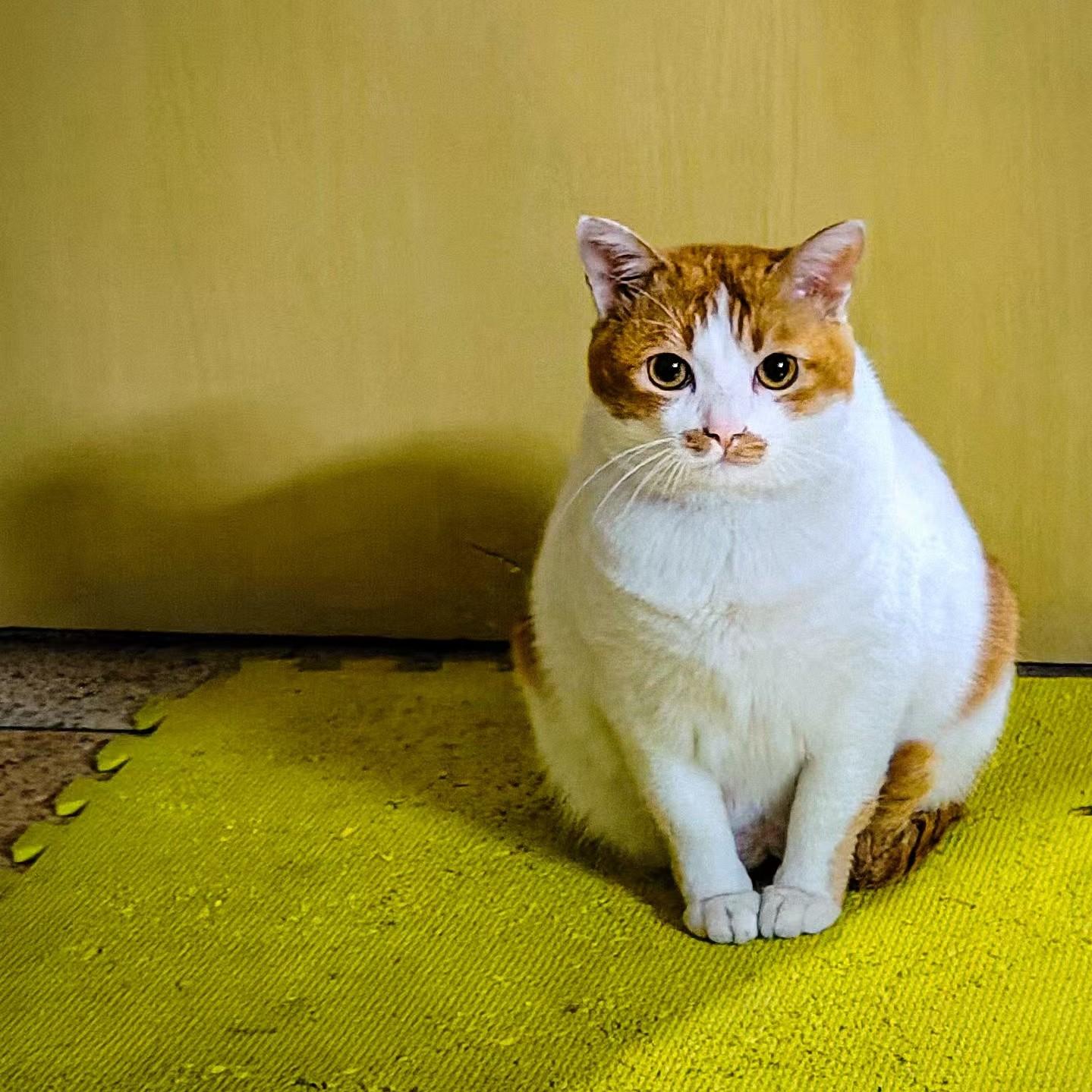 夜班渡蝉