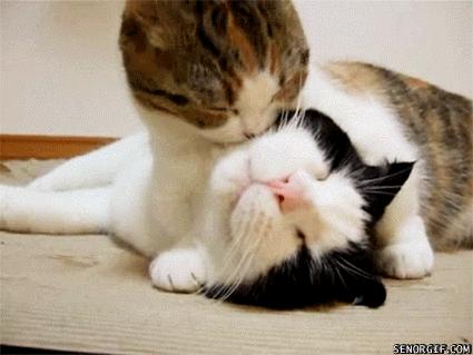 怎么给猫清理黑下巴 v2-d1c3edb0eb1f5a1edd8db089523b5996_r.jpg