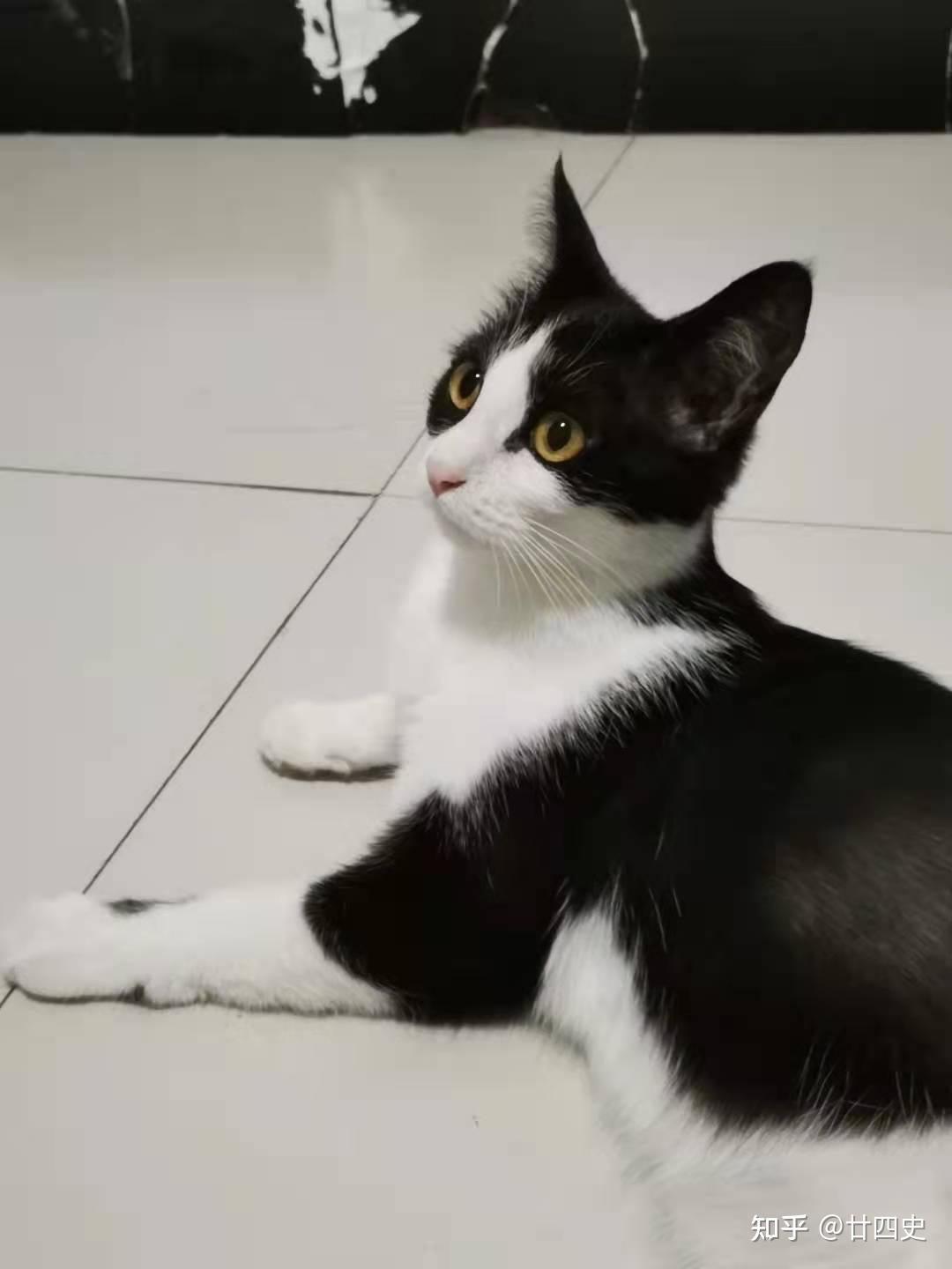 我家的奶牛小母猫一岁两个月62斤正常吗