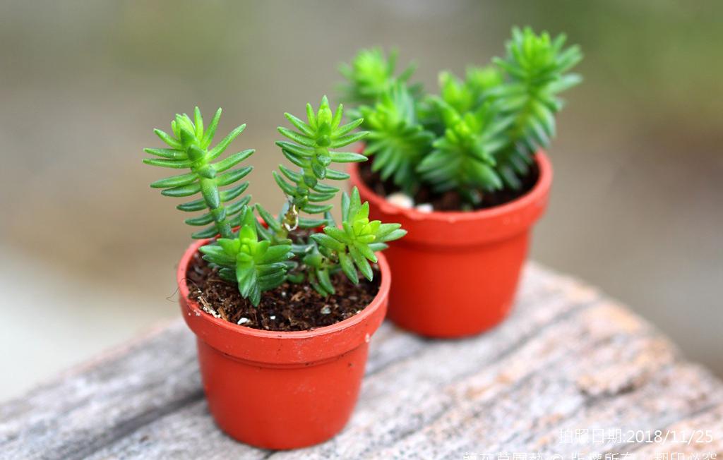 thirtynine若绿景天科青锁龙属