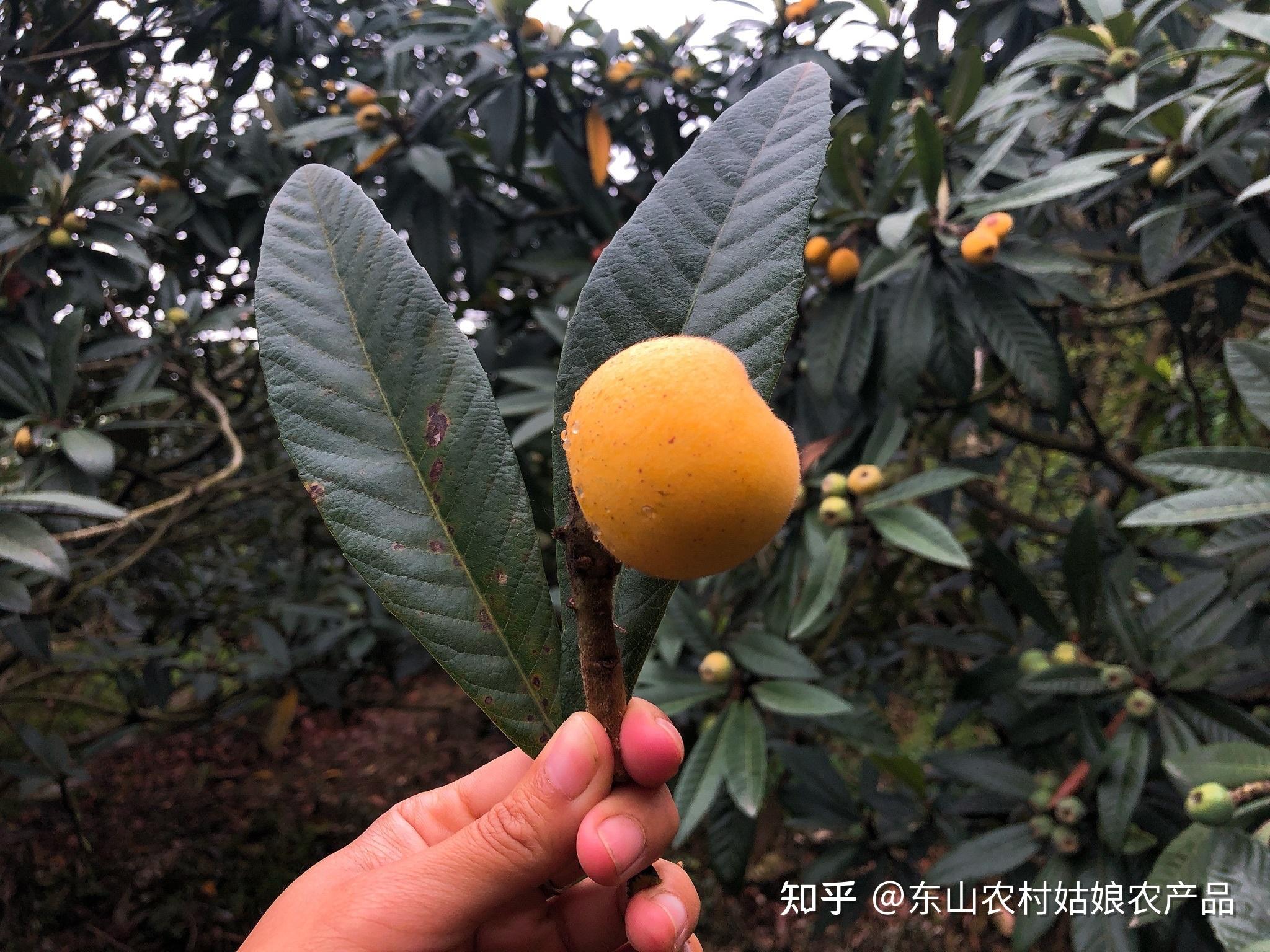 怎么辨别正宗的东山白玉枇杷?