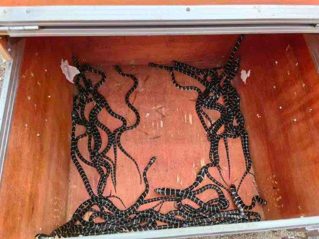 救援人员随即驱车至远离村庄的深林保护区,将1条大蛇和31条小蛇放生