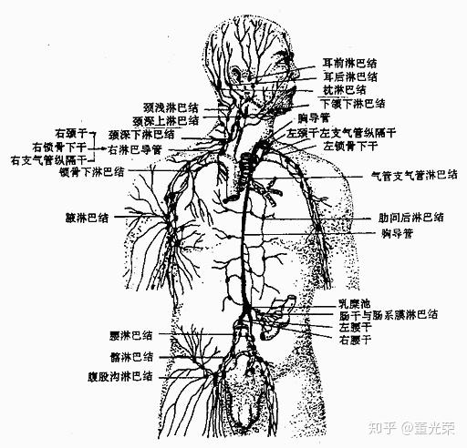 淋巴回流示意图图片