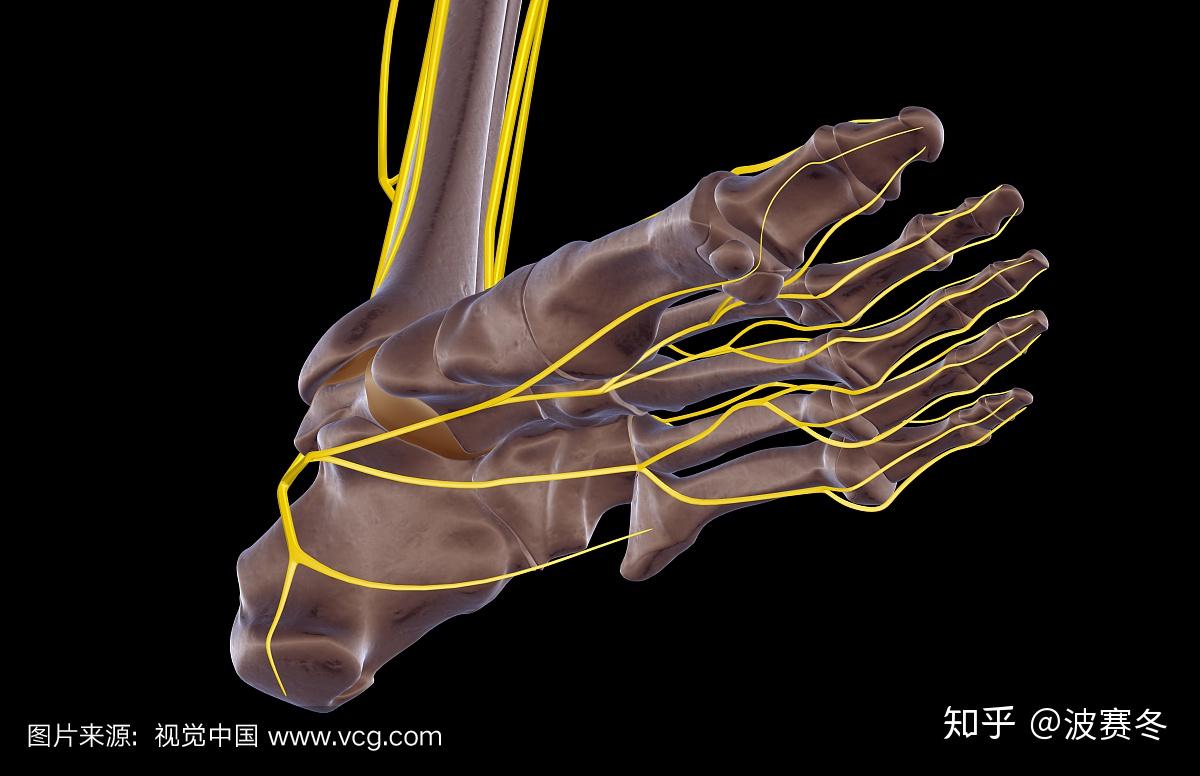 右脚脚底神经图图片