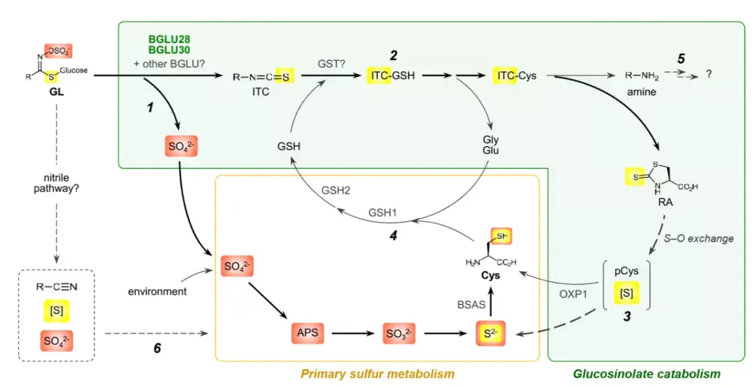 PNAS | 新发现!植物体内存在硫苷-半胱氨酸双向代谢以适应环境硫变化 - 知乎