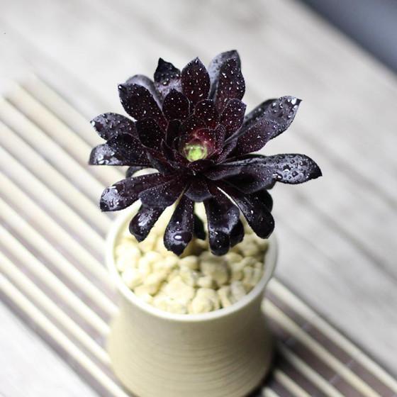 11种高贵诡美的暗黑系花卉 你见过几种 知乎