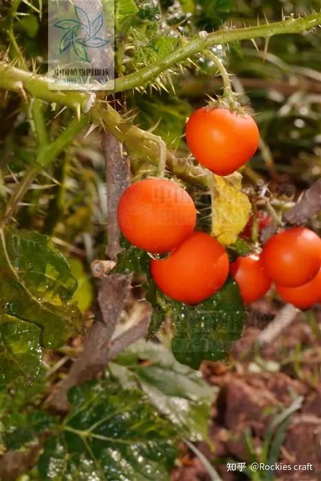 俗名:油辣果,颠茄子,癫茄,大颠茄,番鬼茄,颠茄,刺茄,刺茄子1.