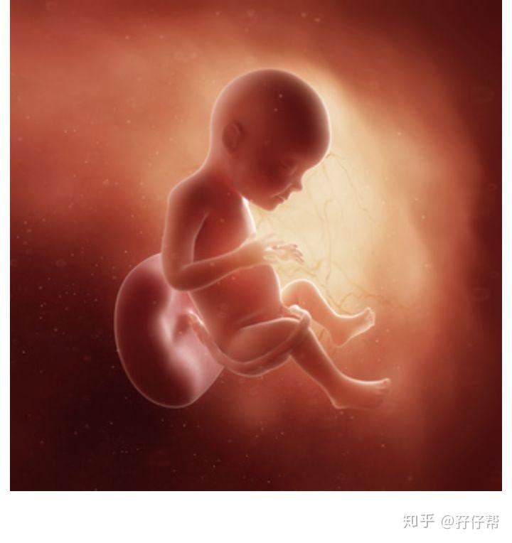 孕28周的双胞胎胎儿发育图:孕28周的胎宝宝,有小哈密瓜那么大了,从