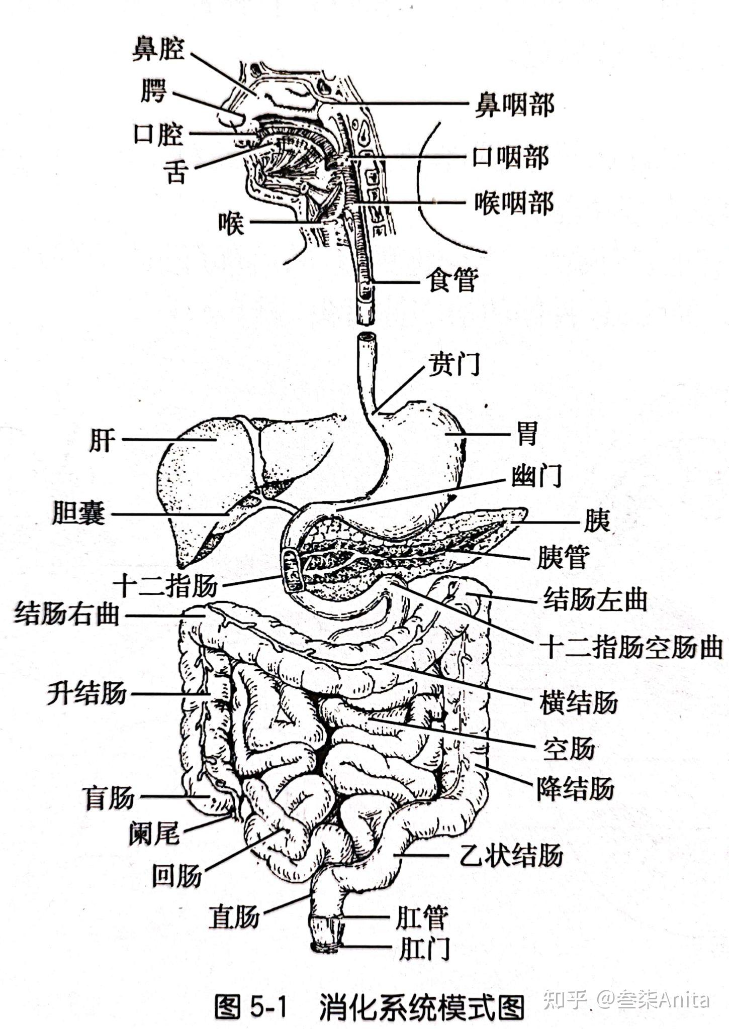 胃部体表投影图片