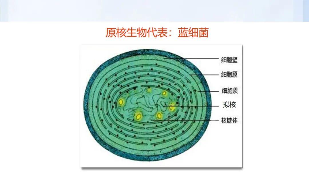 高考试题理综_高考试题理综河南卷_2024高考理综试题