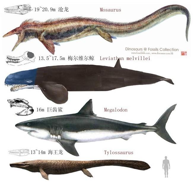 哪种史前海洋生物的实力与巨齿鲨最接近? - 知乎