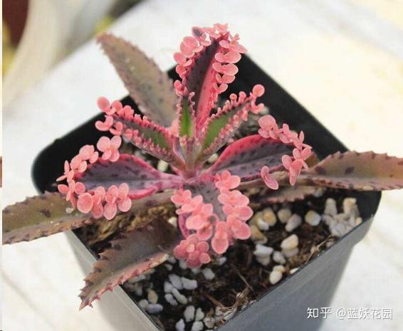 蓝妖 最难养死的10种多肉植物 沾土就活 一个月爆盆 知乎