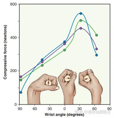 腕和手的功能解剖 知乎