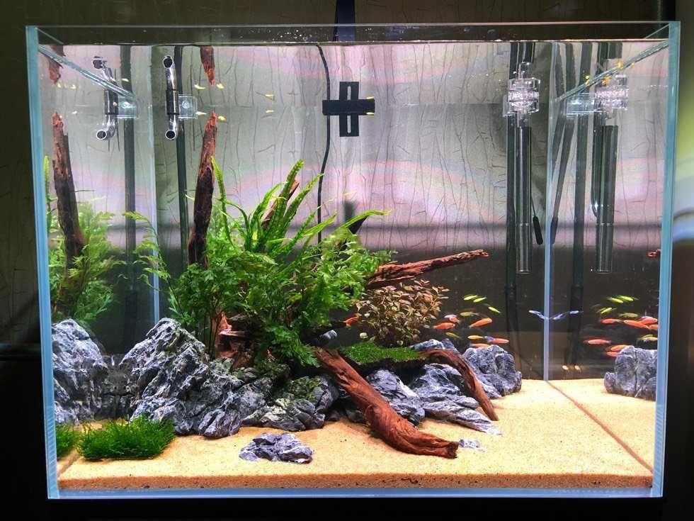 45cm鱼缸造景应如何布局