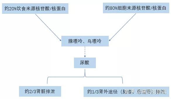 高尿酸血症和心血管代谢病不为人知的关系