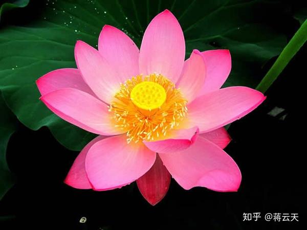 佛乐 推荐几首旋律比较好听的佛教音乐 知乎