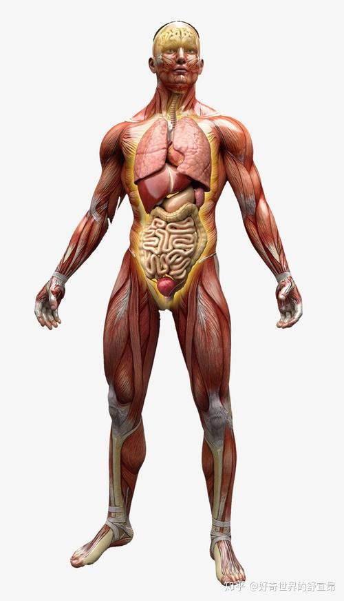 人体组成身为细胞集合体的你布满了微生物