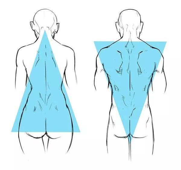 肩部与胯部的关系还是一样,男性的躯体可以看成倒三角,女性的像正三角