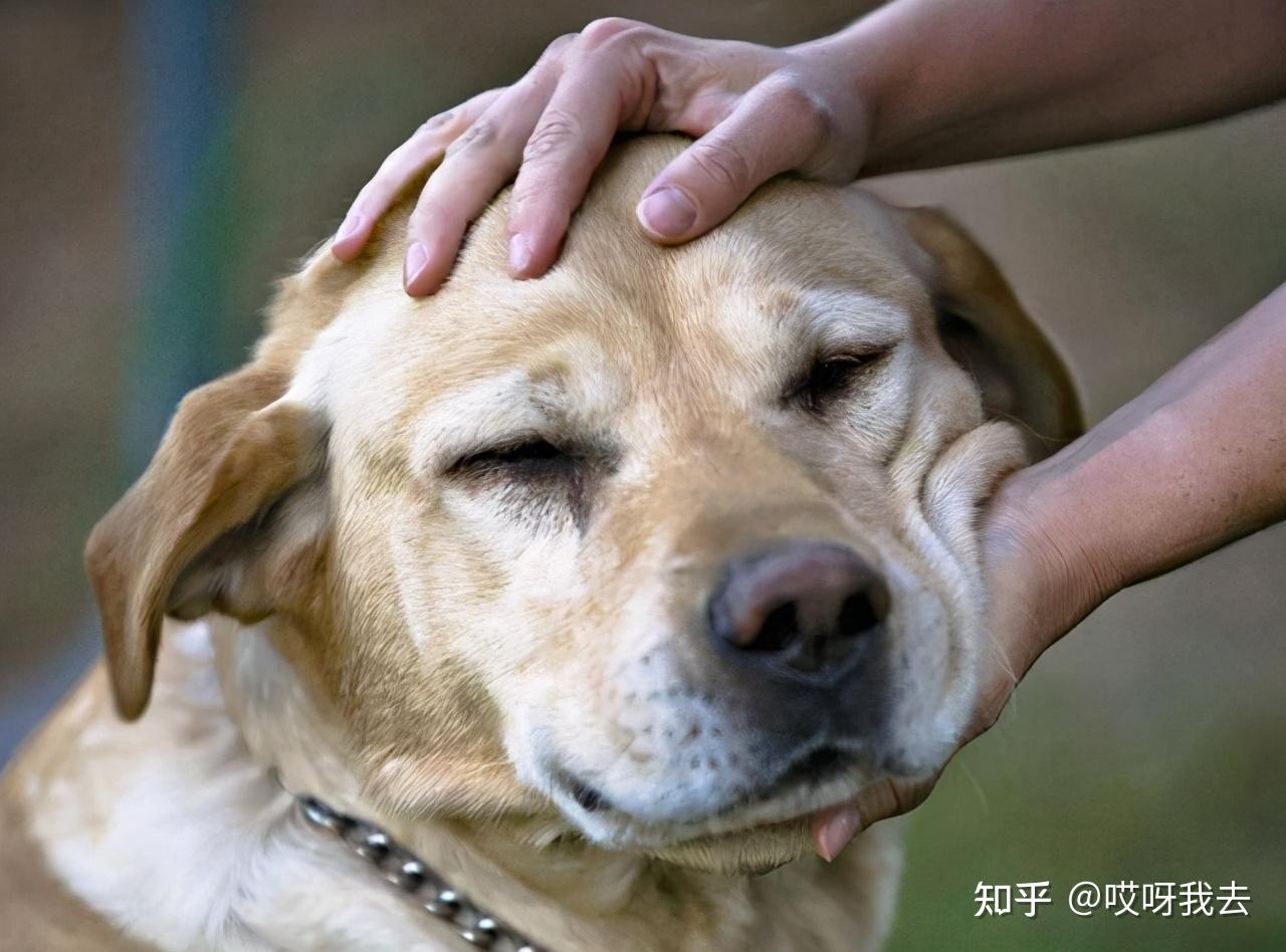 拉布拉多犬泪痕怎么办? - 知乎
