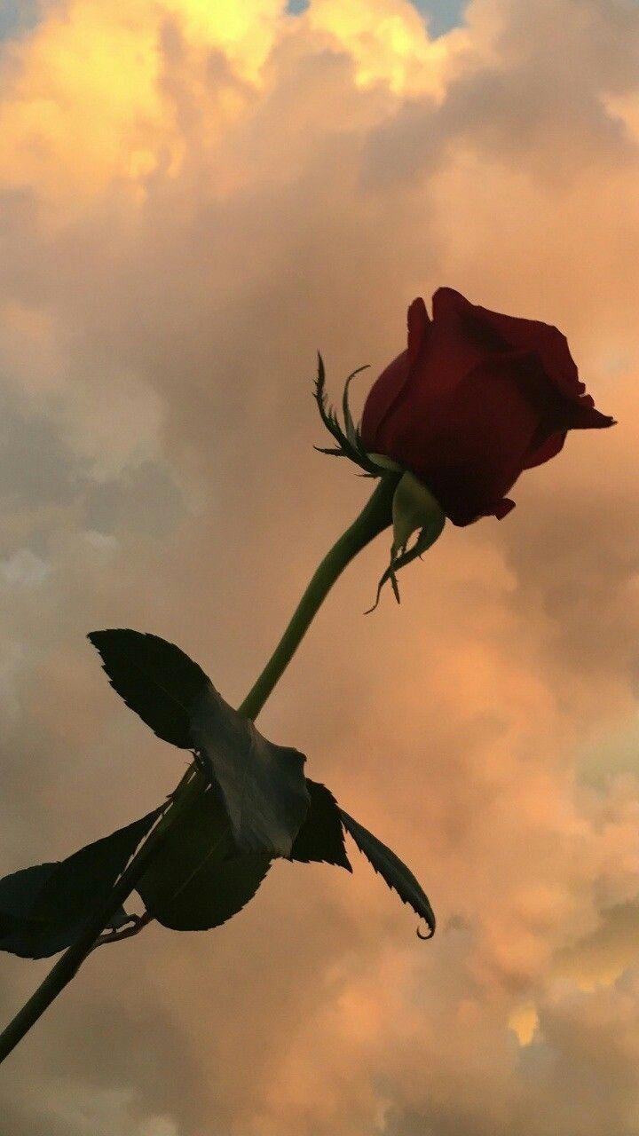 大家有没有那种有点模糊和复古风的玫瑰花壁纸啊