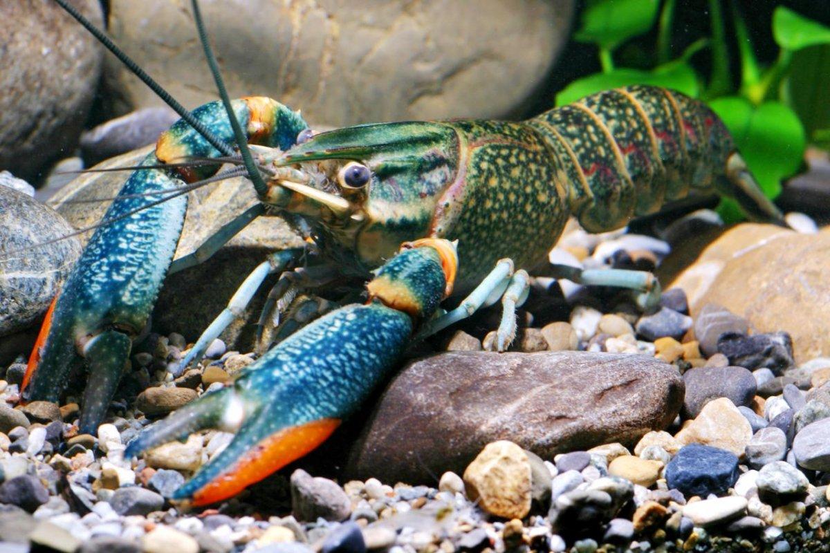 蓝色小龙虾，龙虾中的活化石 - 知乎