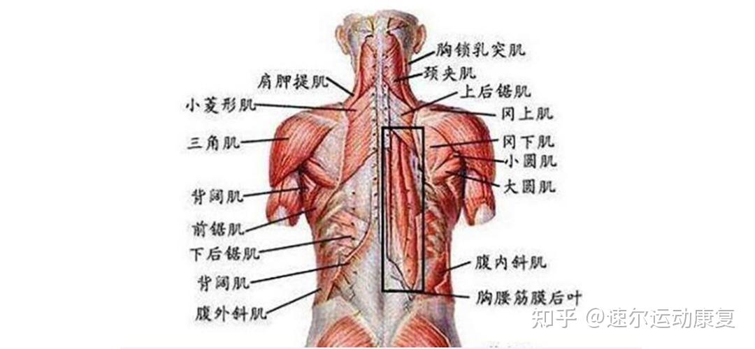 腰疼痛位置图图片